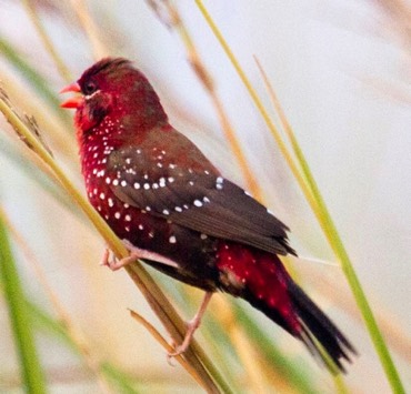 Red Munia 
